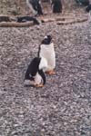 tierra del fuego - pinguins - 